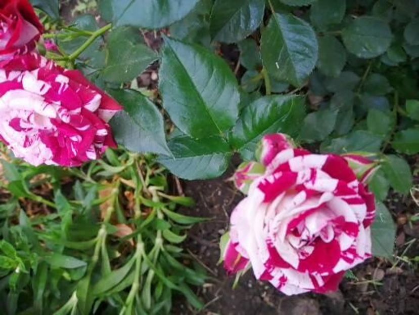  - Trandafiri 2020_2022 2023