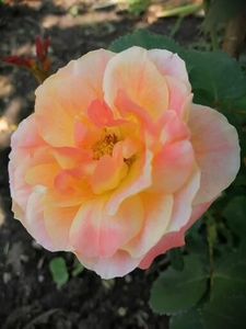  - Trandafiri 2020_2022 2023