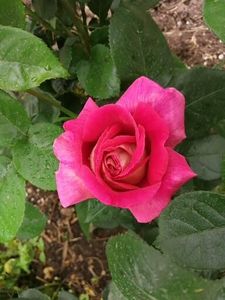  - Trandafiri 2020_2022 2023