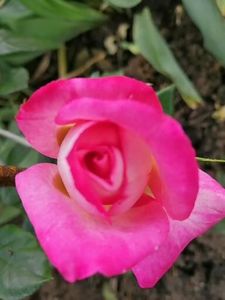  - Trandafiri 2020_2022 2023