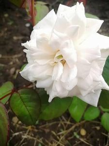  - Trandafiri 2020_2022 2023