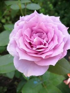  - Trandafiri 2020_2022 2023