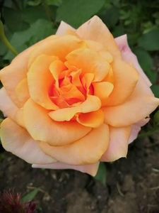  - Trandafiri 2020_2022 2023