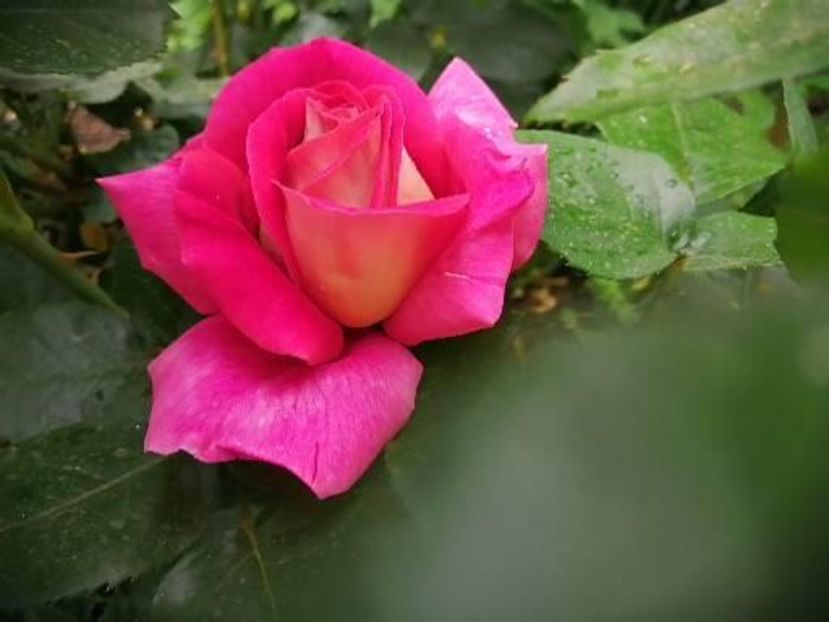  - Trandafiri 2020_2022 2023