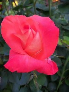  - Trandafiri 2020_2022 2023