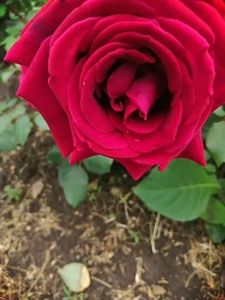  - Trandafiri 2020_2022 2023