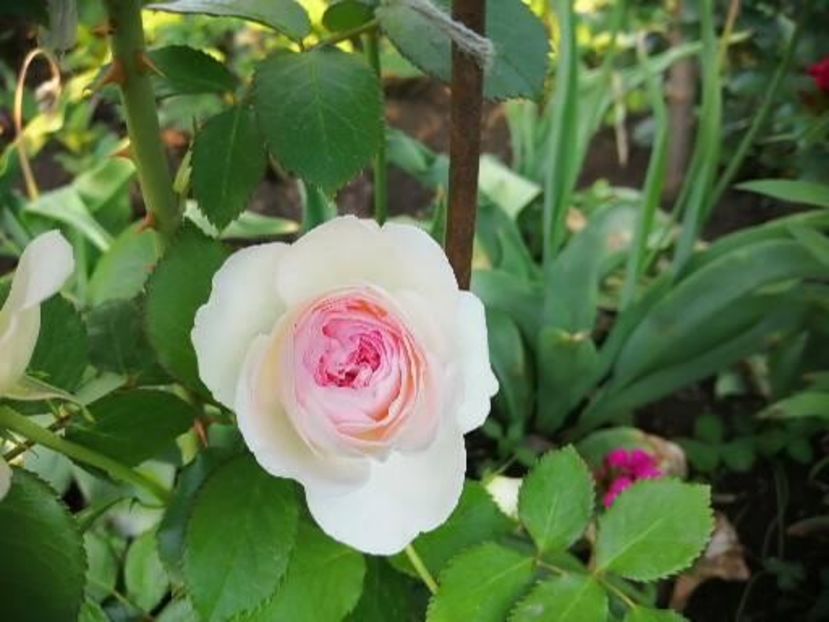  - Trandafiri 2020_2022 2023