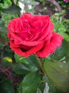  - Trandafiri 2020_2022 2023