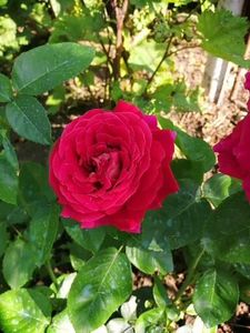  - Trandafiri 2020_2022 2023