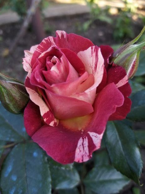  - Trandafiri 2020_2022 2023