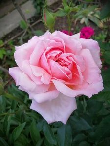  - Trandafiri 2020_2022 2023