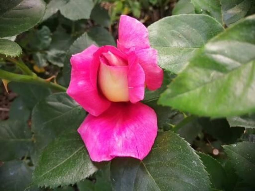  - Trandafiri 2020_2022 2023