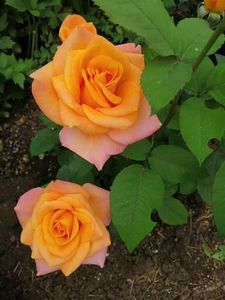  - Trandafiri 2020_2022 2023