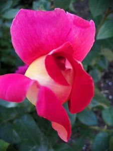  - Trandafiri 2020_2022 2023