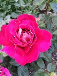  - Trandafiri 2020_2022 2023