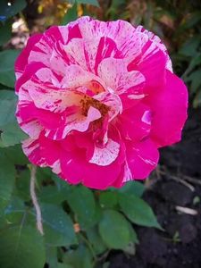  - Trandafiri 2020_2022 2023