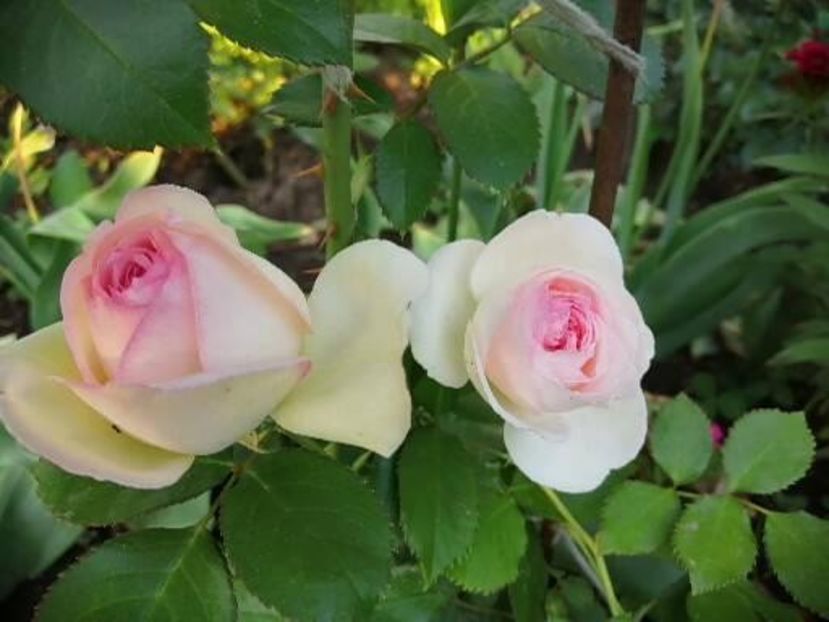  - Trandafiri 2020_2022 2023