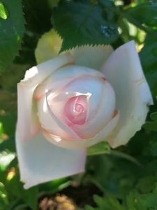  - Trandafiri 2020_2022 2023