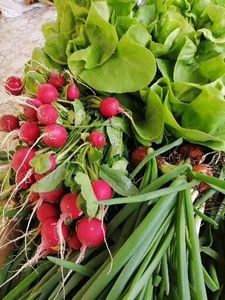  - Gradina cu legume-2017-acasa recolte 2018 - 2023