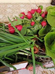  - Gradina cu legume-2017-acasa recolte 2018 - 2023