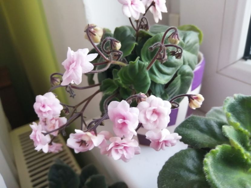  - Rob-s Vanilla Trail