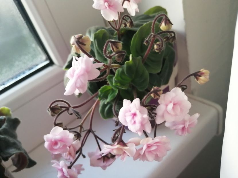  - Rob-s Vanilla Trail