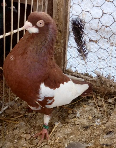  - bălțat românesc