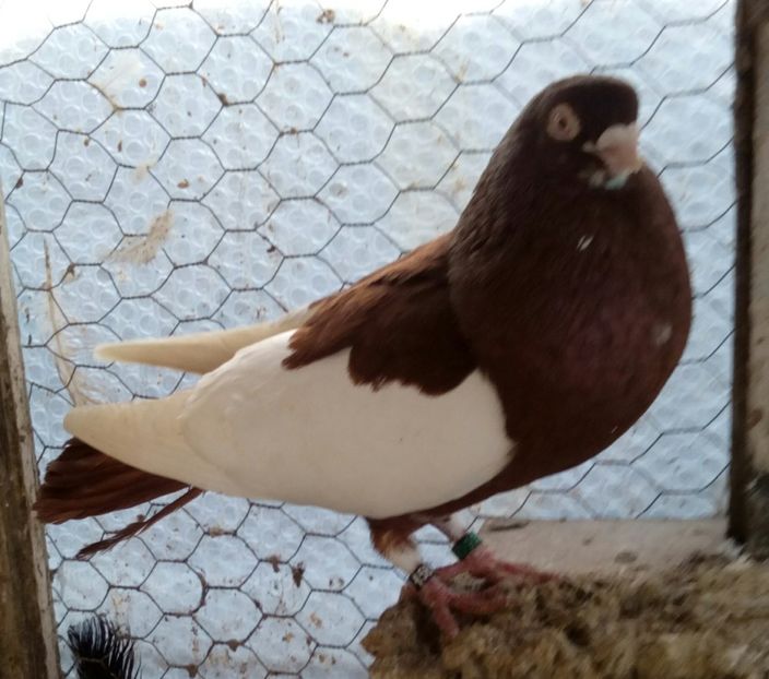  - bălțat românesc