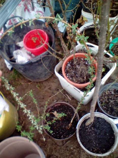 Budleja - w Produse livrate