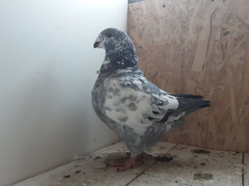 20210328_131752(0) - Femele 2021