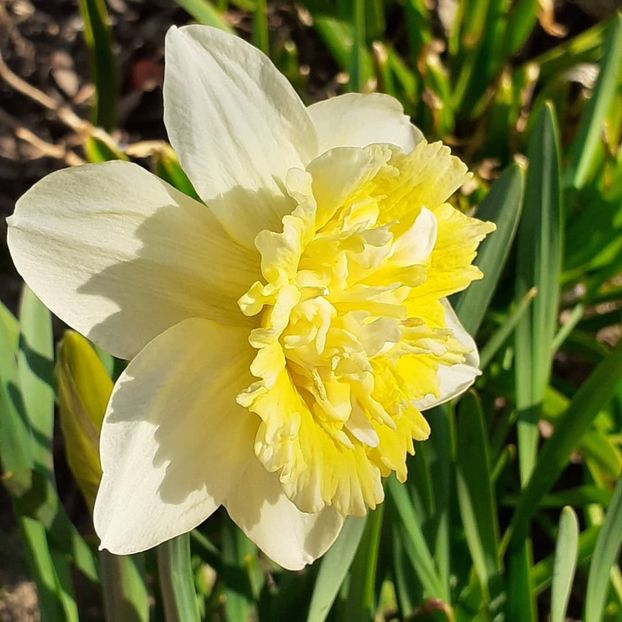  - 002Flori de primăvară 2021