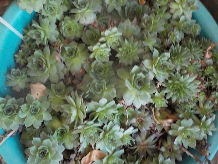  - Genul Sempervivum