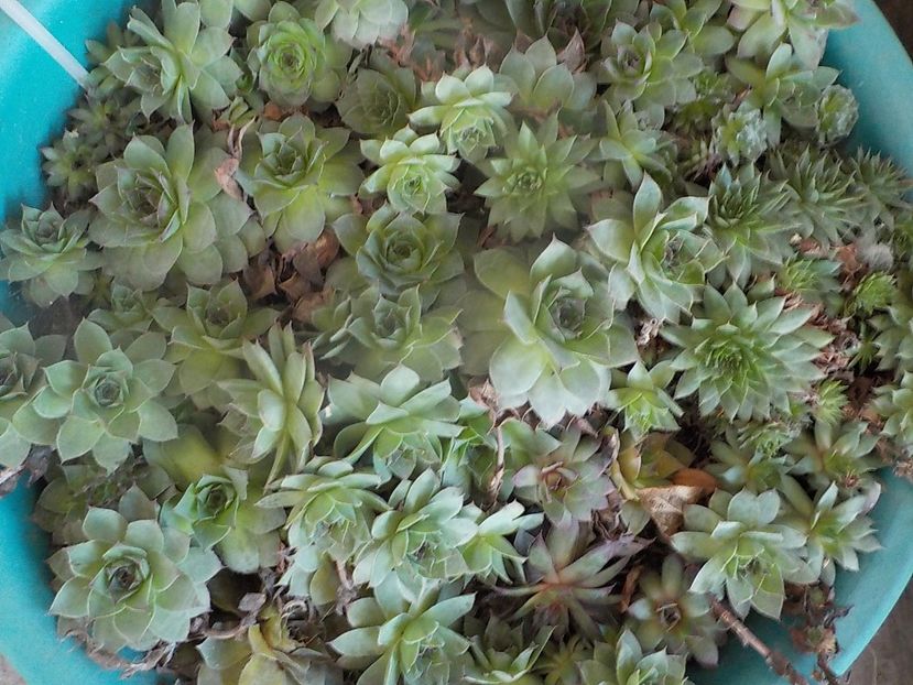  - Genul Sempervivum