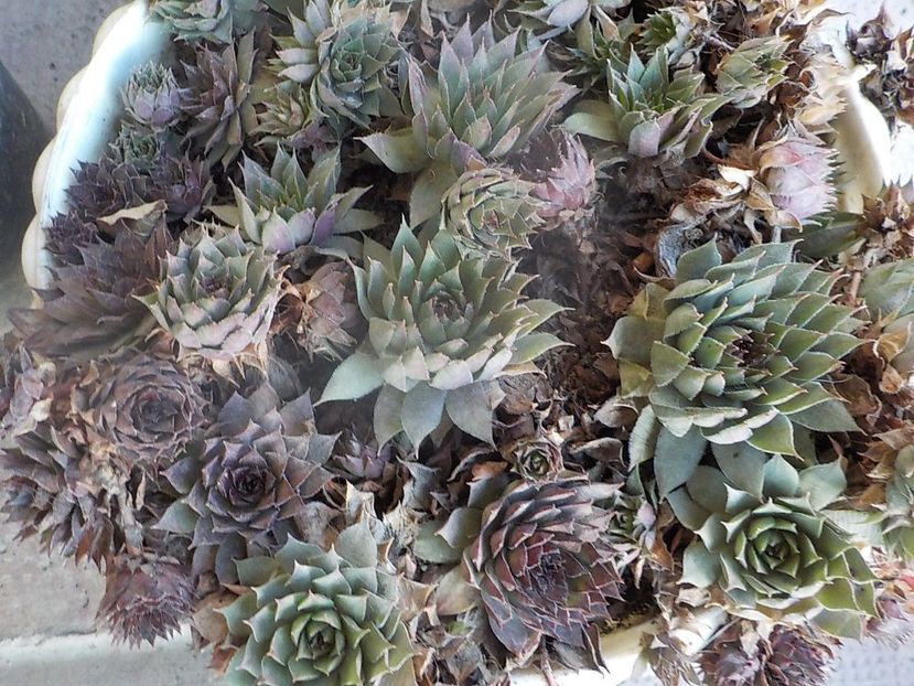  - Genul Sempervivum