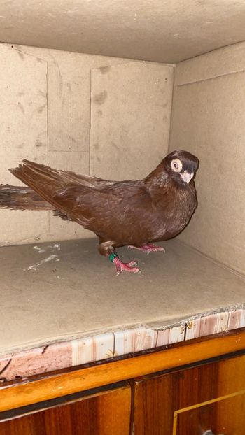 13F403E2-8D8D-4AE7-A15E-250D022C52FD - Tineret 2021