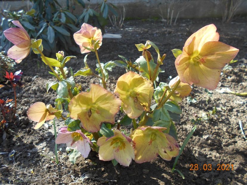  - 02 Azalee-rhododendroni-heleborusi-hortensii-hoste 2021