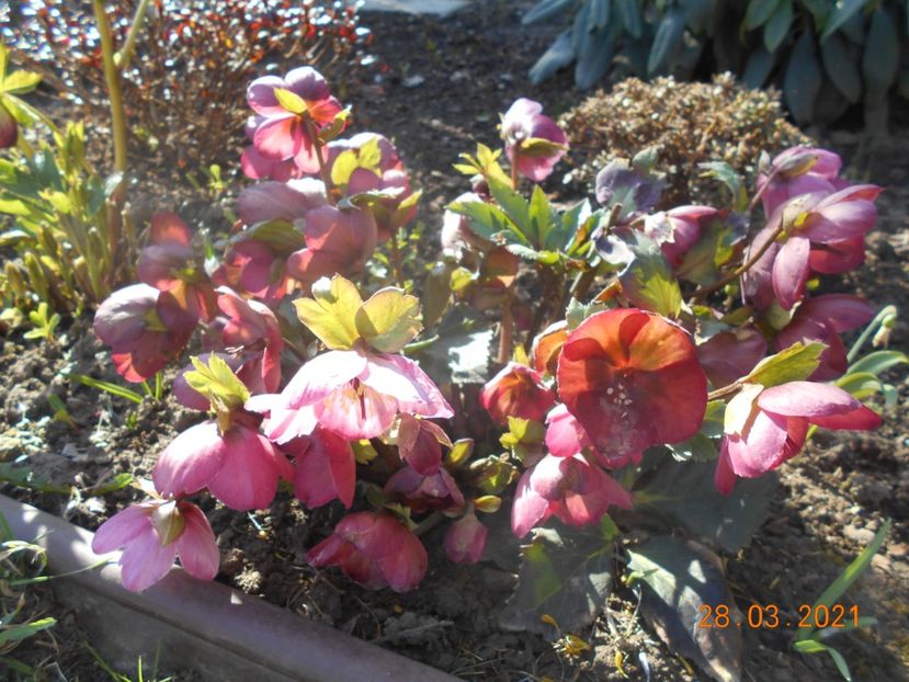  - 02 Azalee-rhododendroni-heleborusi-hortensii-hoste 2021