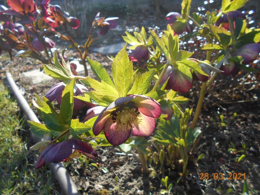  - 02 Azalee-rhododendroni-heleborusi-hortensii-hoste 2021