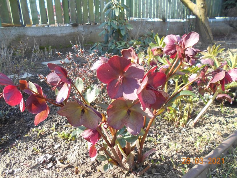  - 02 Azalee-rhododendroni-heleborusi-hortensii-hoste 2021