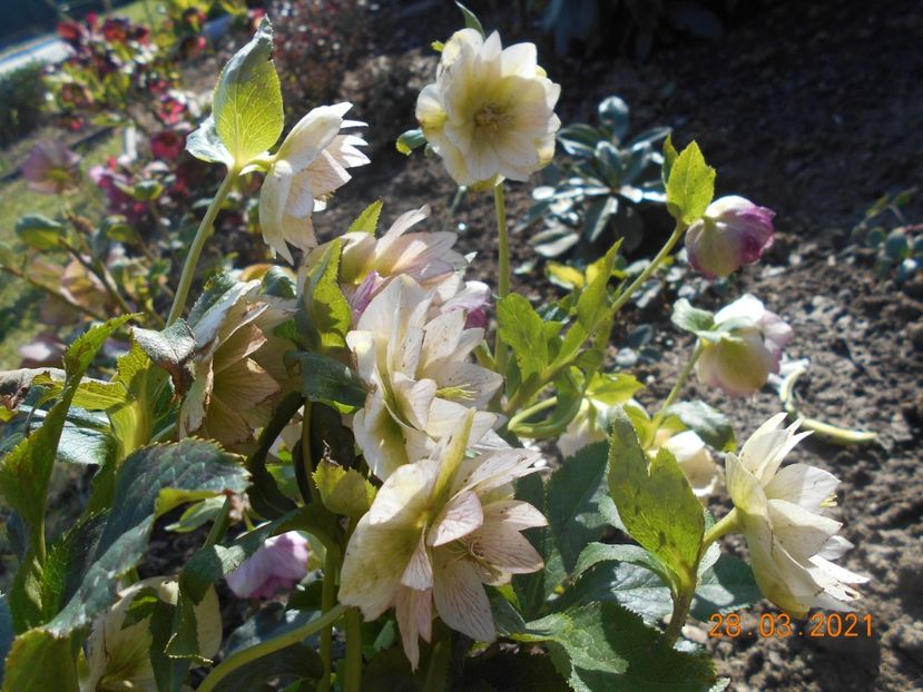  - 02 Azalee-rhododendroni-heleborusi-hortensii-hoste 2021