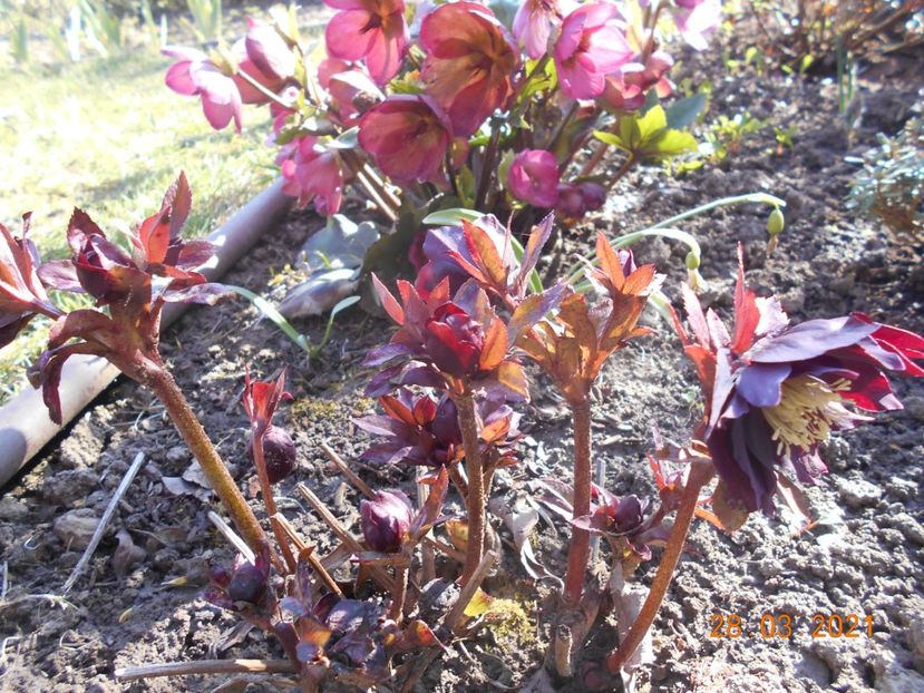  - 02 Azalee-rhododendroni-heleborusi-hortensii-hoste 2021