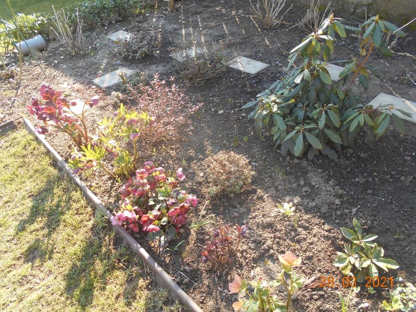  - 02 Azalee-rhododendroni-heleborusi-hortensii-hoste 2021