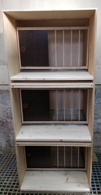 1 - 7-Poze crescatorie 2021