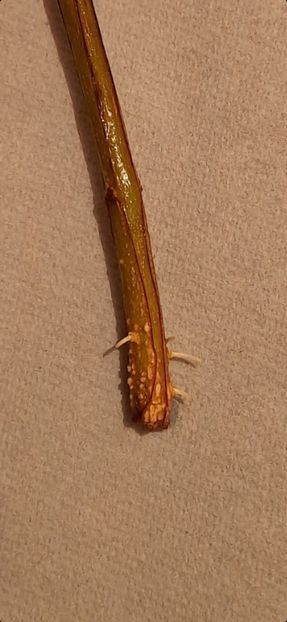 Soiul acco - Rodiu butasire in pet cu apa