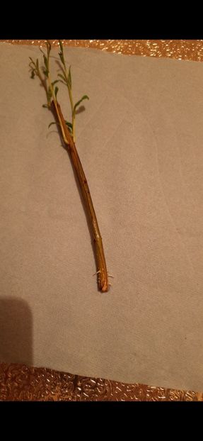 Rodiu acco - Rodiu butasire in pet cu apa