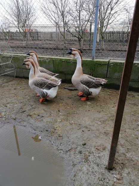  - A3 Gâște africane matca 2021