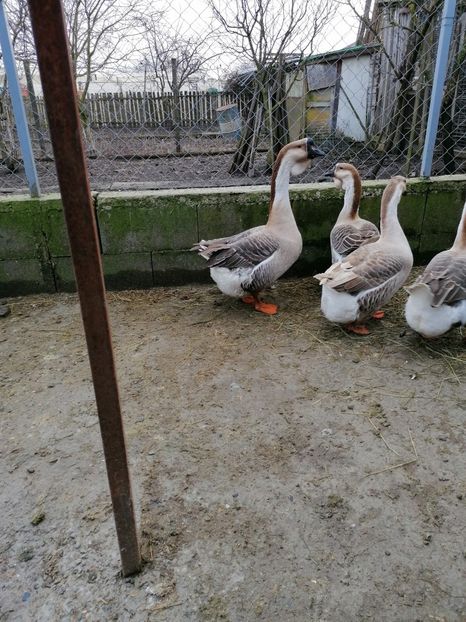  - A3 Gâște africane matca 2021