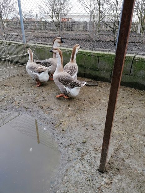  - A3 Gâște africane matca 2021