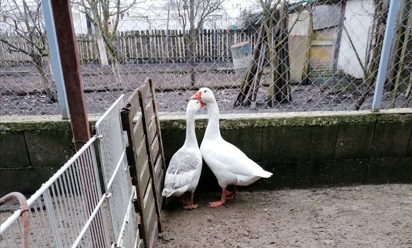  - B Gâște românești autosexabile