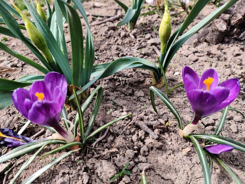 Sky blue - Crocus - branduse